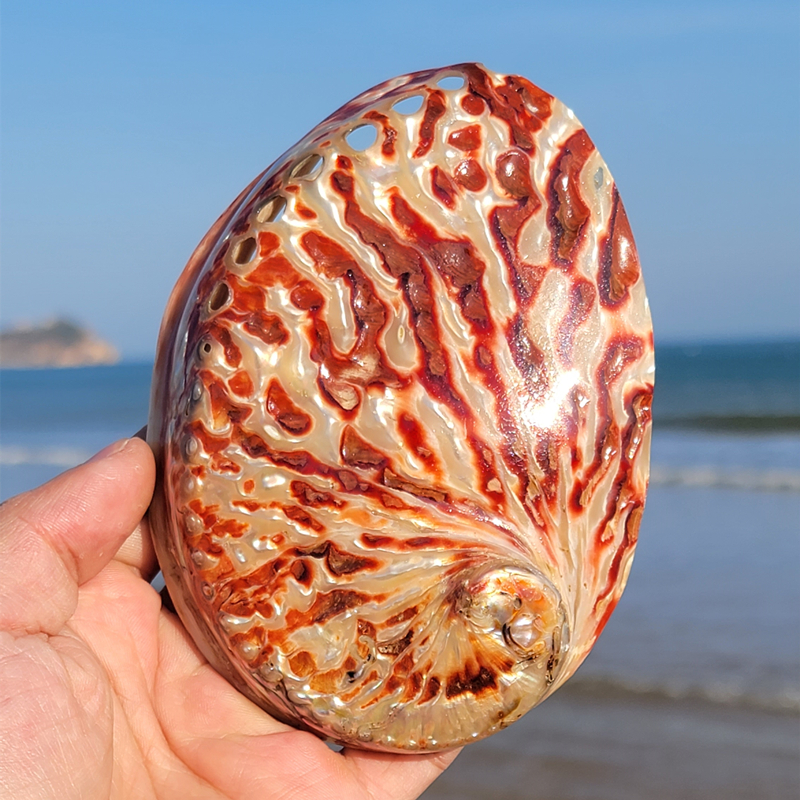 Home Decoration Red Pattern Ab - огляд і ціна Marine Aquarium For Sale
