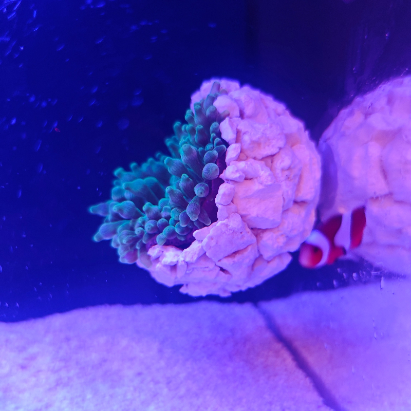 New DIY Handmade Floating Magn - огляд і ціна Marine Aquarium For Sale