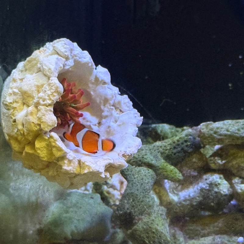 New DIY Handmade Floating Magn - огляд і ціна Marine Aquarium For Sale