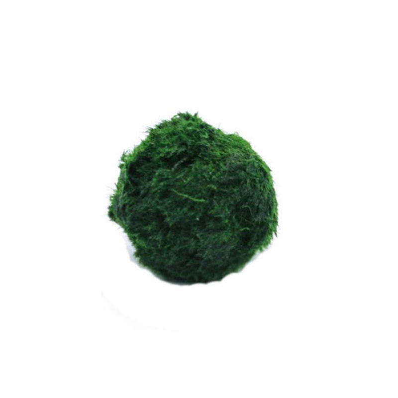 Marimo Moss Balls Live Aquariu - огляд і ціна Marine Aquarium Live