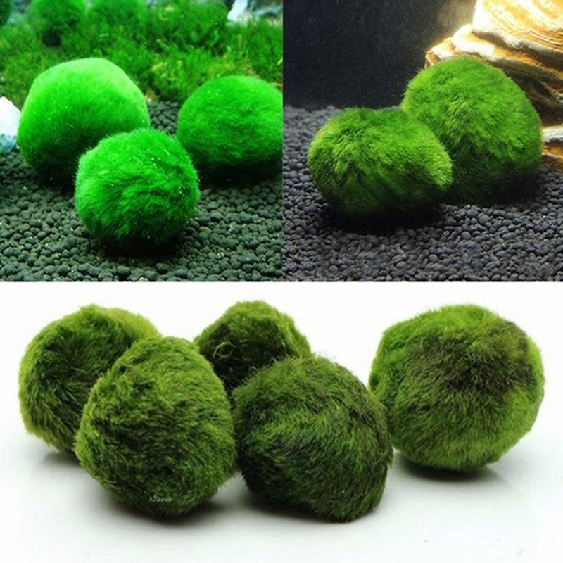 Marimo Moss Balls Live Aquariu - огляд і ціна Marine Aquarium Live