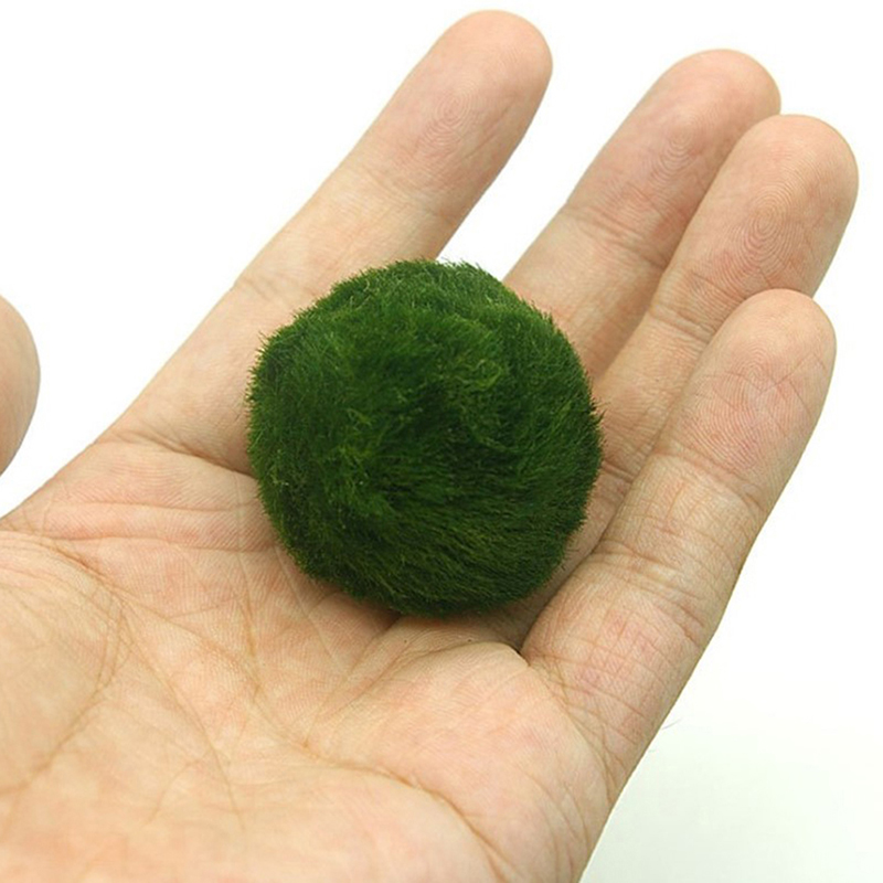 Marimo Moss Balls Live Aquariu - огляд і ціна Marine Aquarium Live