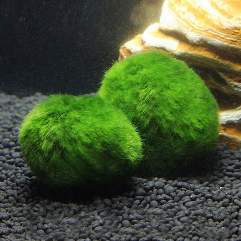 Marimo Moss Balls Live Aquariu - огляд і ціна Marine Aquarium Live