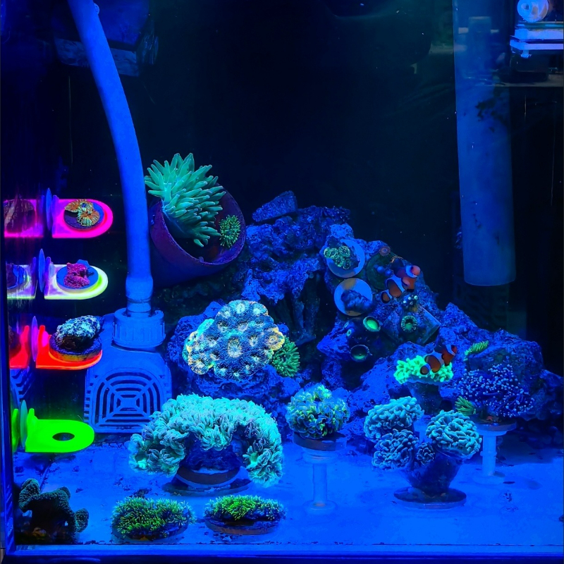 Color Random Coral Frag Holder - огляд і ціна Marine Aquarium Live